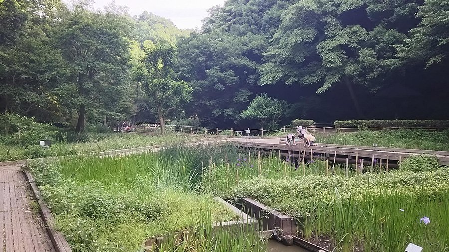 🌳 현립 히가시타카네 삼림공원 (켄리쓰 히가시타카네 신린코엔) 이미지 4
